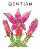 ゲンチアナ