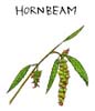 ホーンビーム