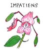 インパチェンス