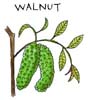 ウォルナット