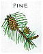 パイン